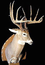 Whitetail Deer Taxidermy Mount.