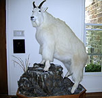 Mountain Goat taxidermy mount