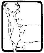 Figure 1. Skinning for a shoulder mount.