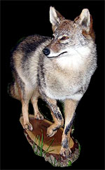 Coyote Taxidermy Mount.