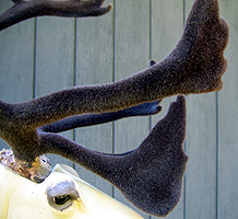 Velvet antlers, cariboo with artificial velvet antlers.