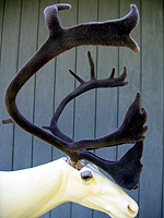 Velvet antlers, cariboo with artificial velvet antlers.